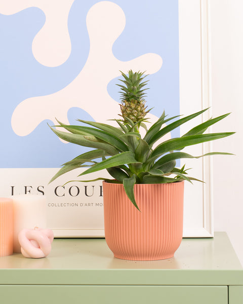 bloomscape pineapple plant Pineapple Plant | Ananas Amigo