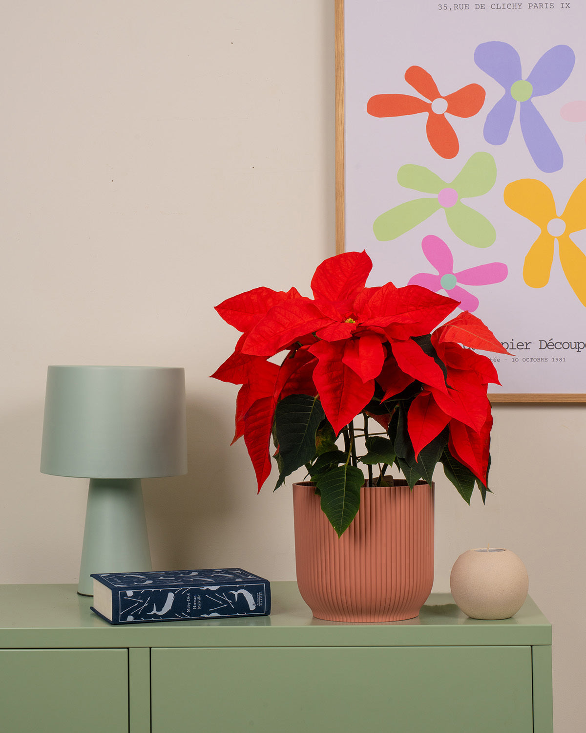 Orange Poinsettia