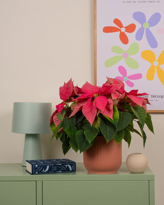 Pink Poinsettia
