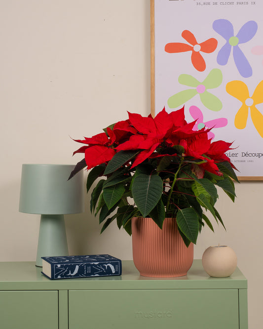 Red Poinsettia