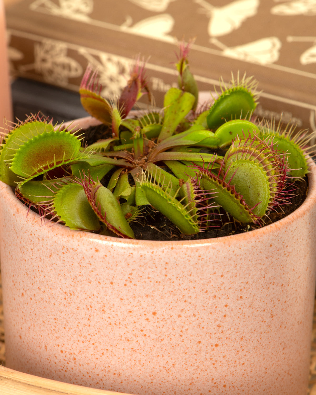 Venus Fly Trap