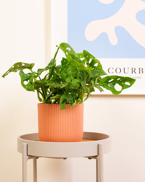 Window-Leaf Monstera Plant | Monstera Obliqua