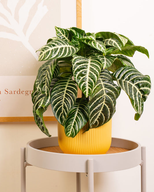 Zebra Plant