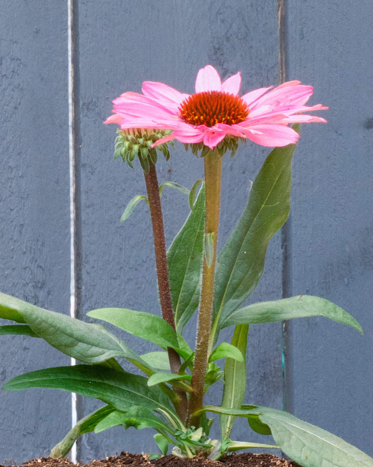 Pink Coneflower