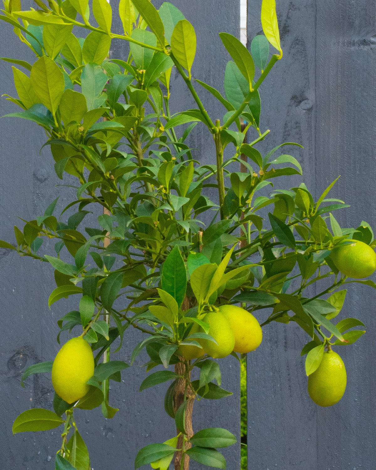 Limequat Patio Tree