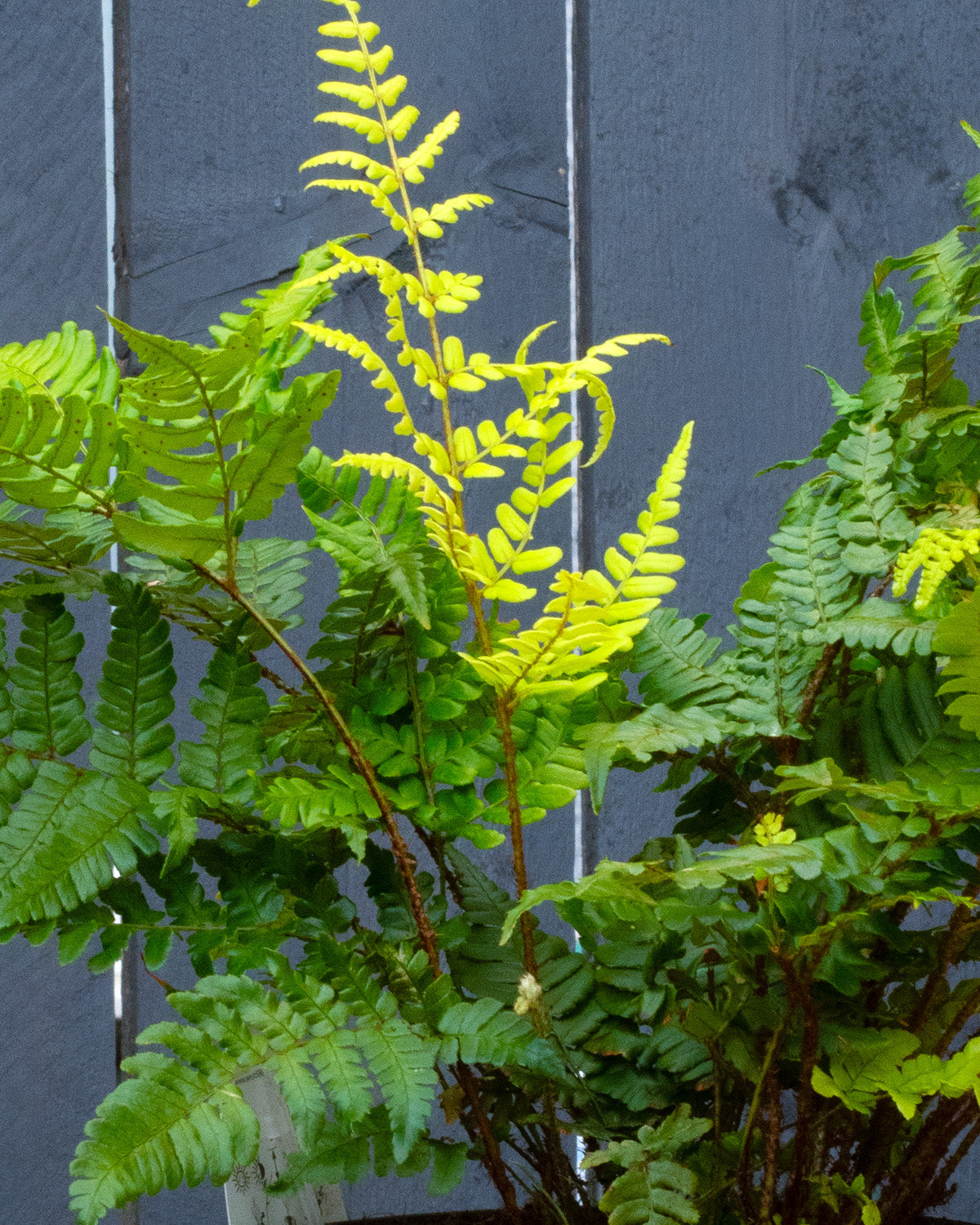 Korean Rock Fern