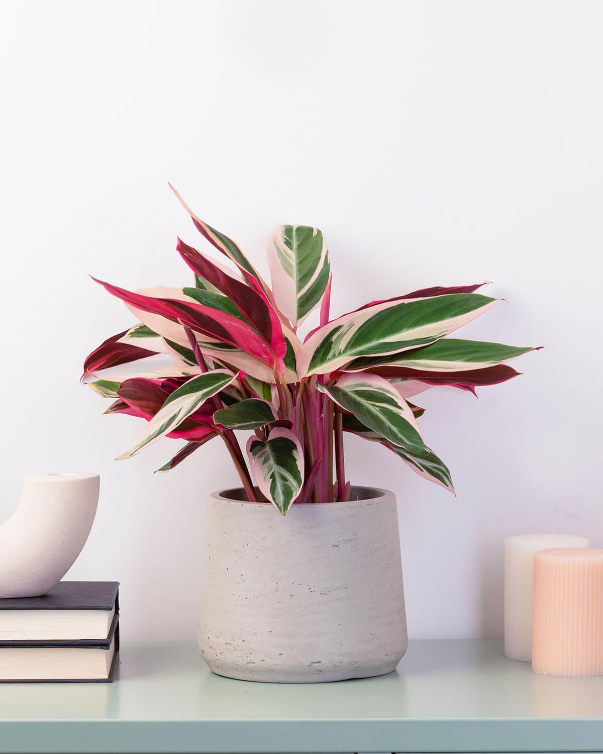 stromanthe triostar prayer plant Triostar Prayer Plant