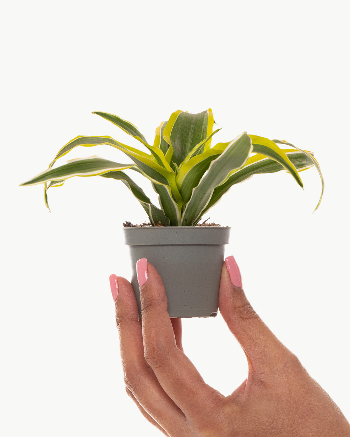 dracaena lemon surprise toxic Lil' Dragon Lemon Lime | Dracaena Dragontree Lemon Surprise