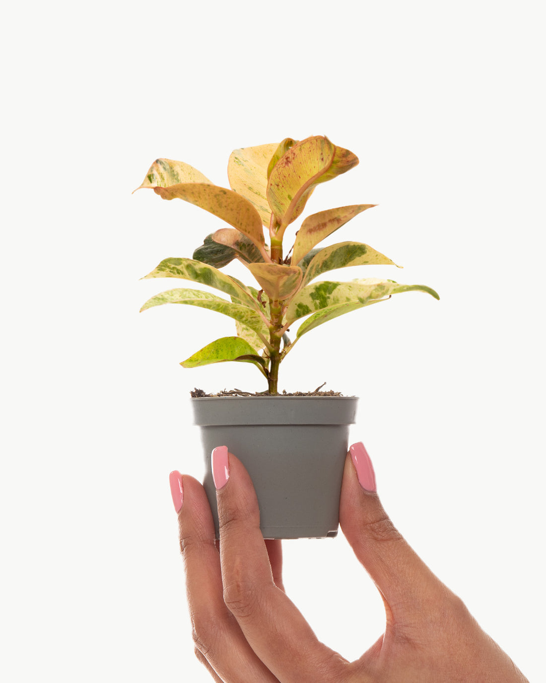 02LilElasticRubberPlantFicusElasticaSchrijverianaNEW_1100x.jpg?v=1703157970