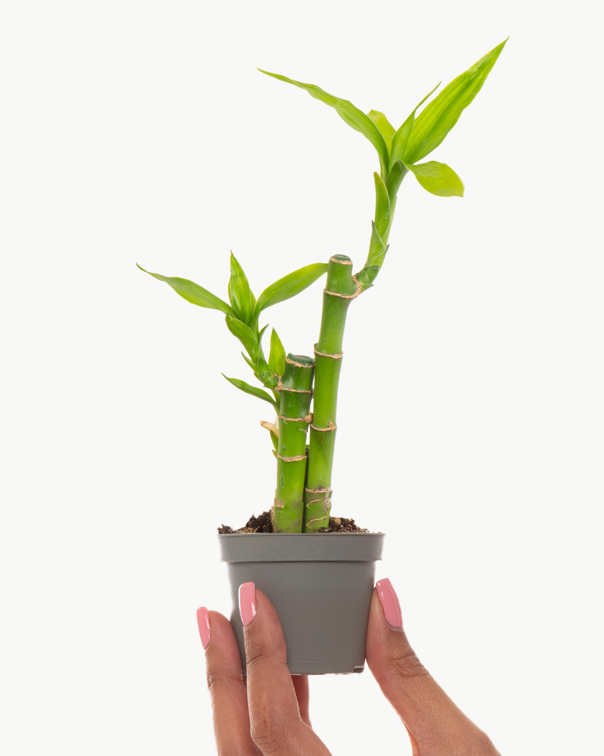 bamboo plants small indoor Lil' Lucky Bamboo | Dracaena Sanderiana