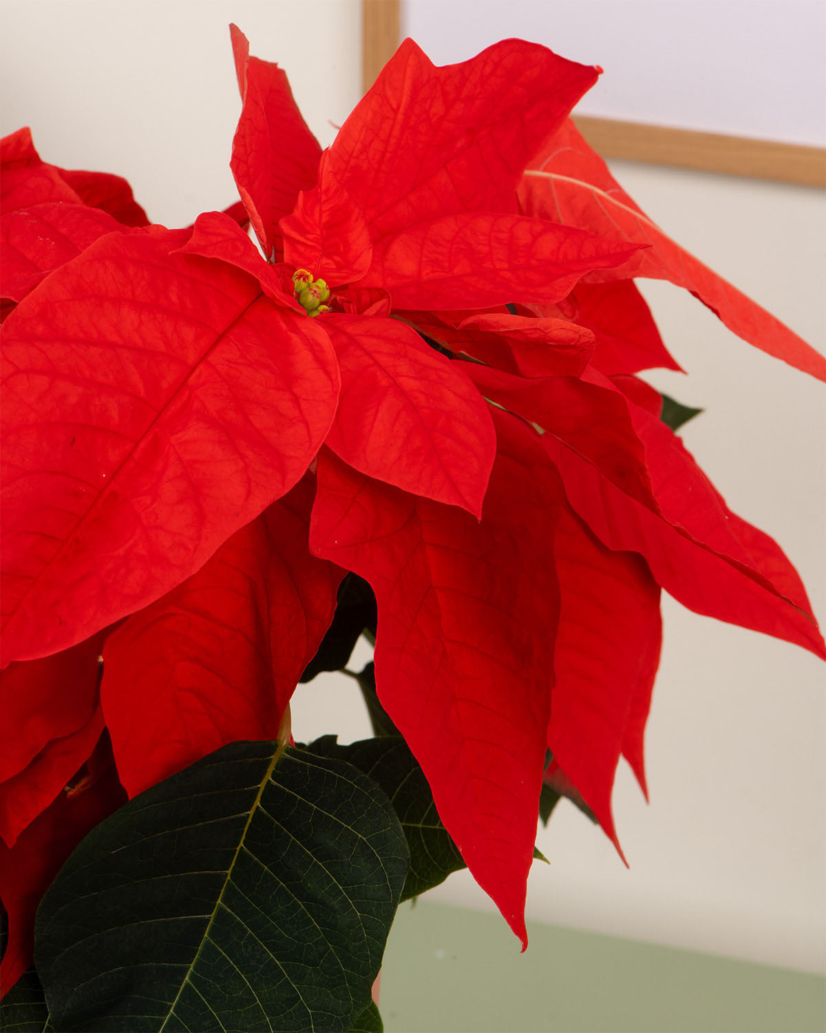 Orange Poinsettia