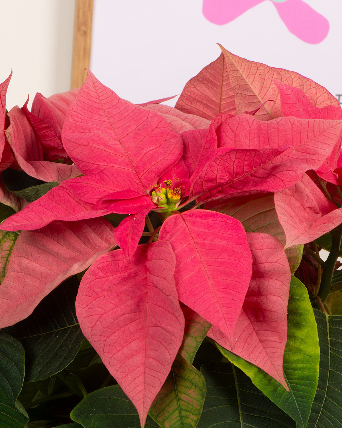 Pink Poinsettia