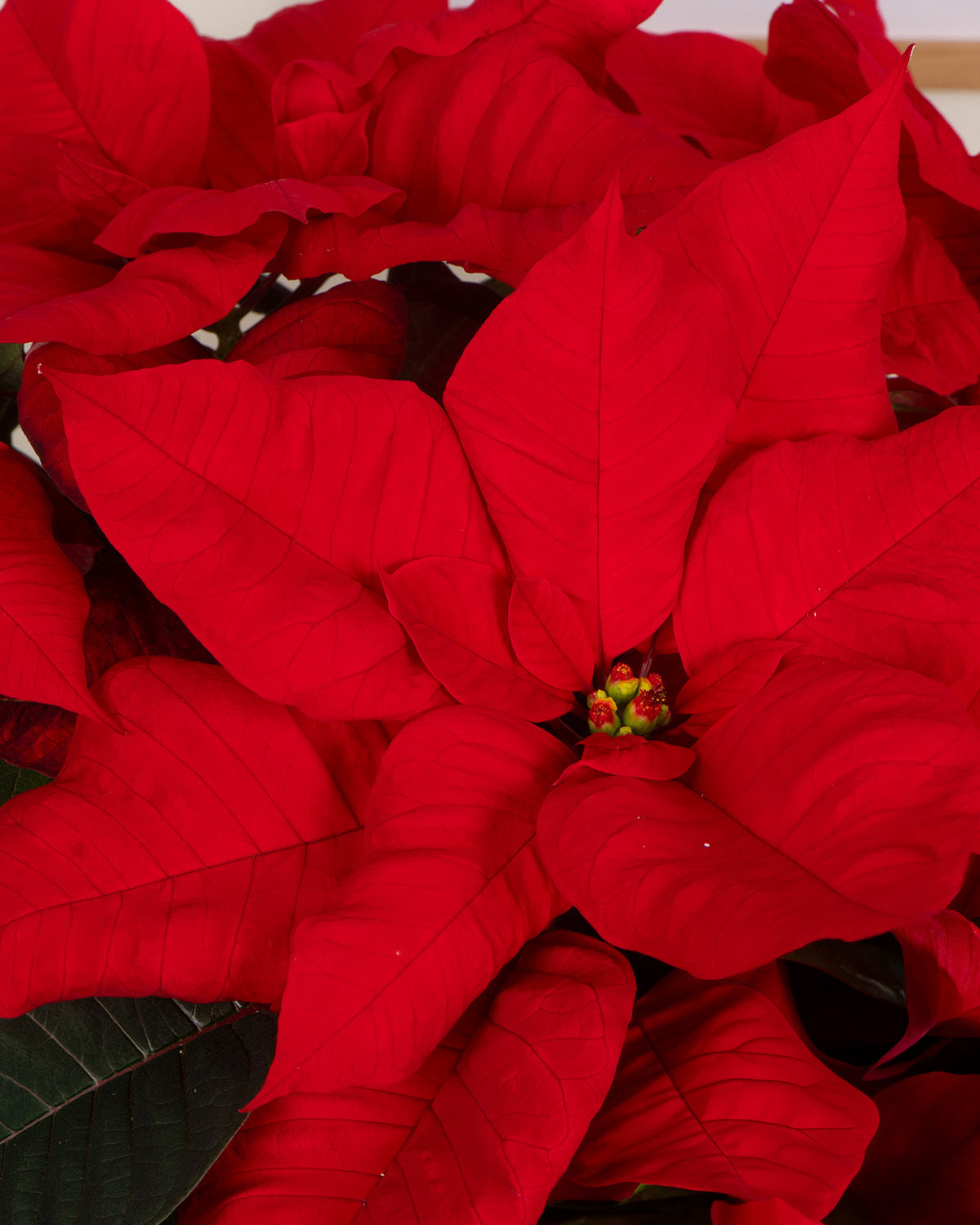 Red Poinsettia