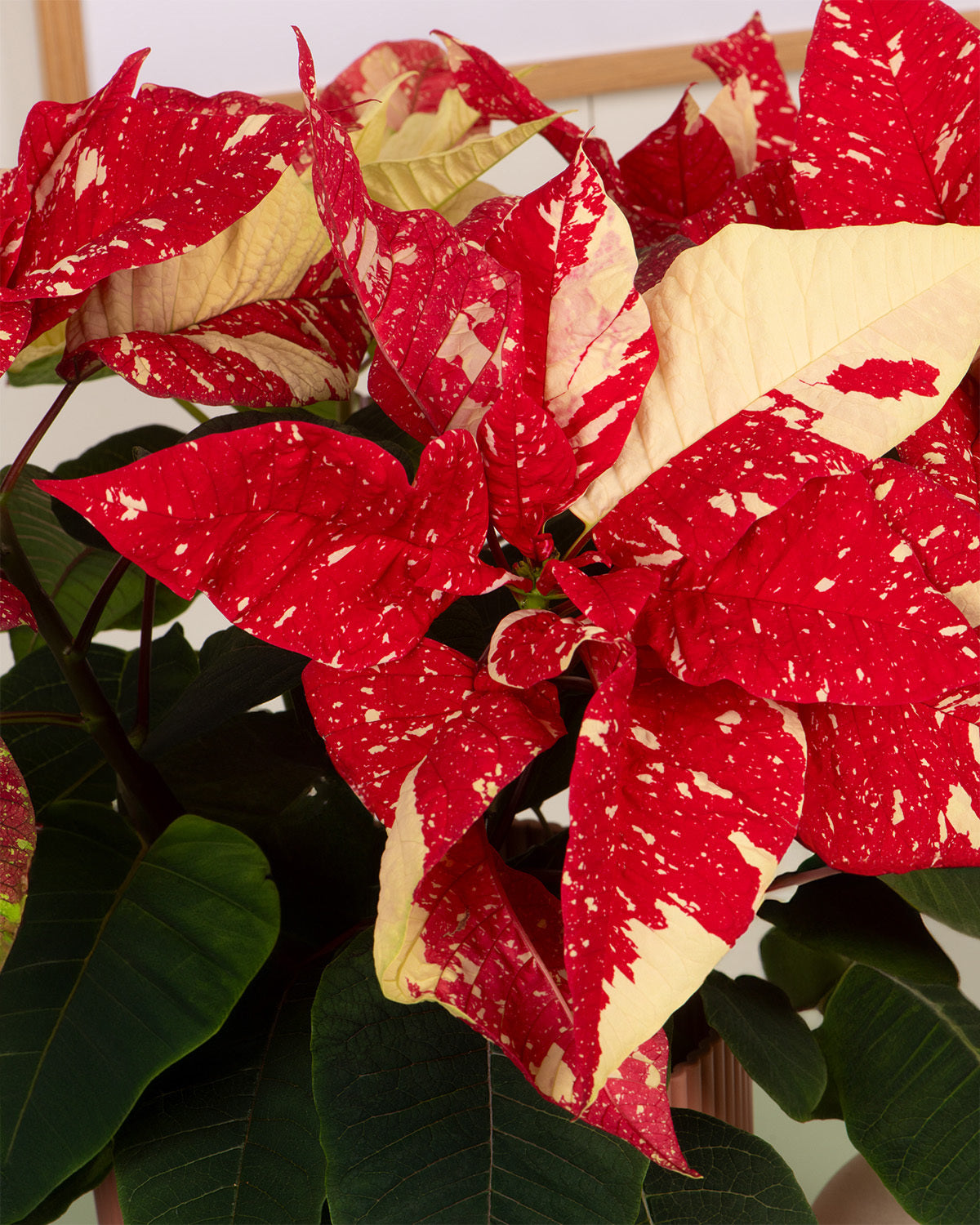 Glitter Poinsettia