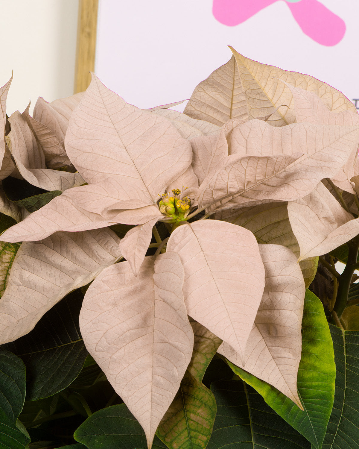 White Poinsettia