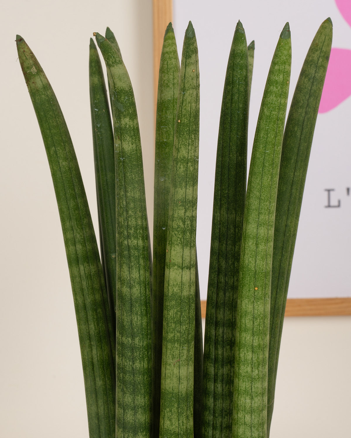 Spear Snake Plant