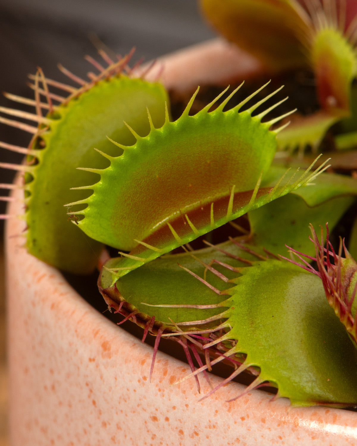 Venus Fly Trap