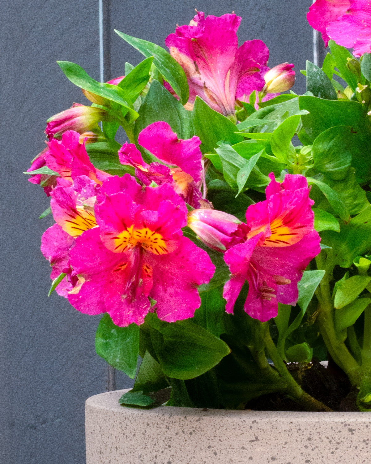 Pink Peruvian Lily