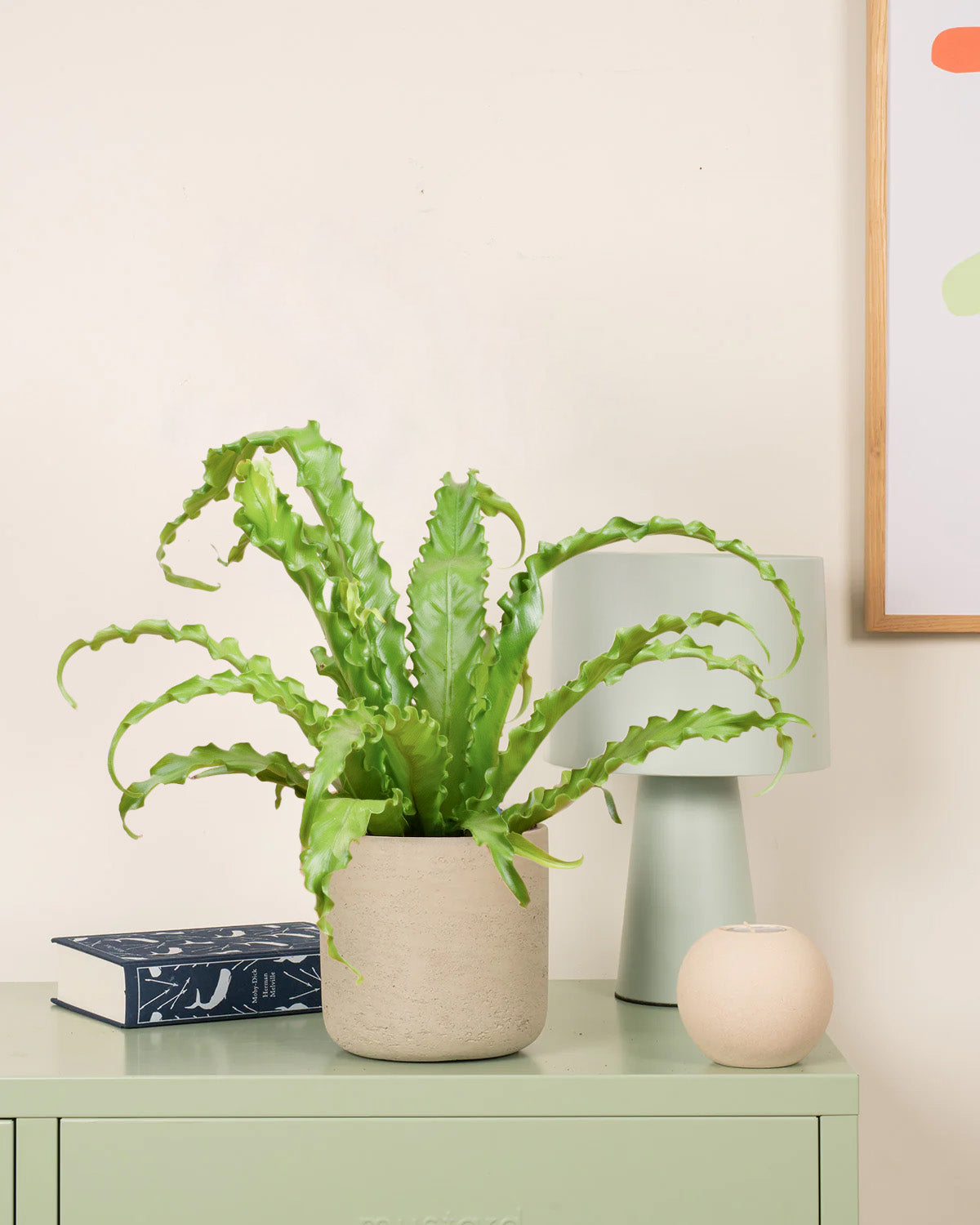 Bird Nest Fern