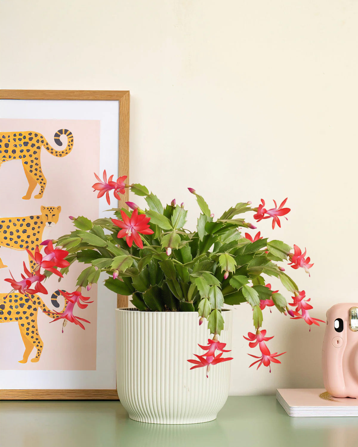 Red Christmas Cactus
