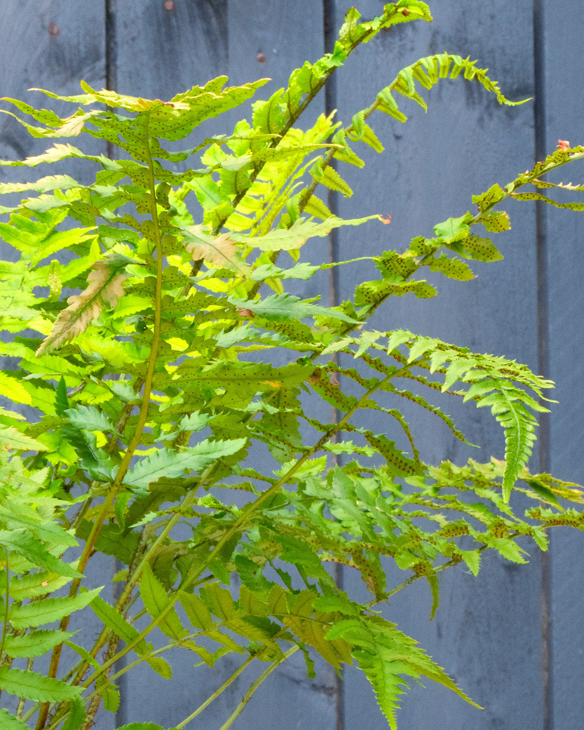 Shaggy Wood Fern