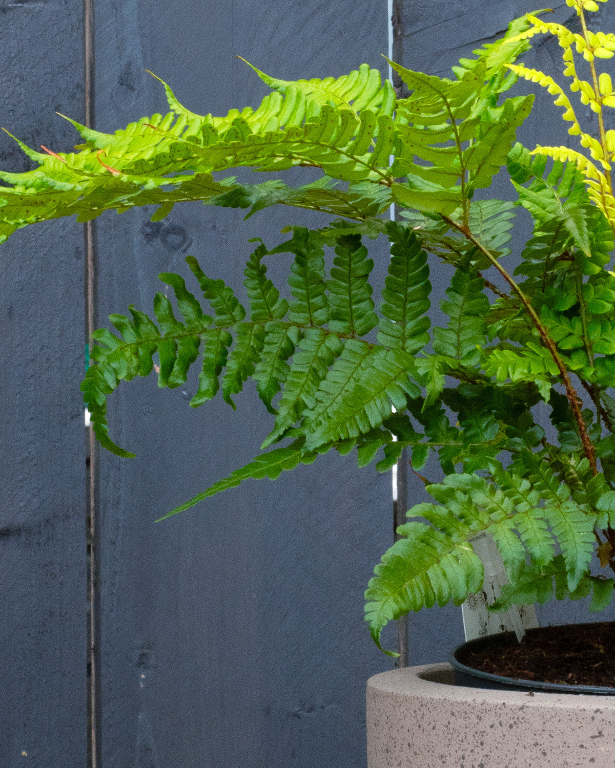 Korean Rock Fern