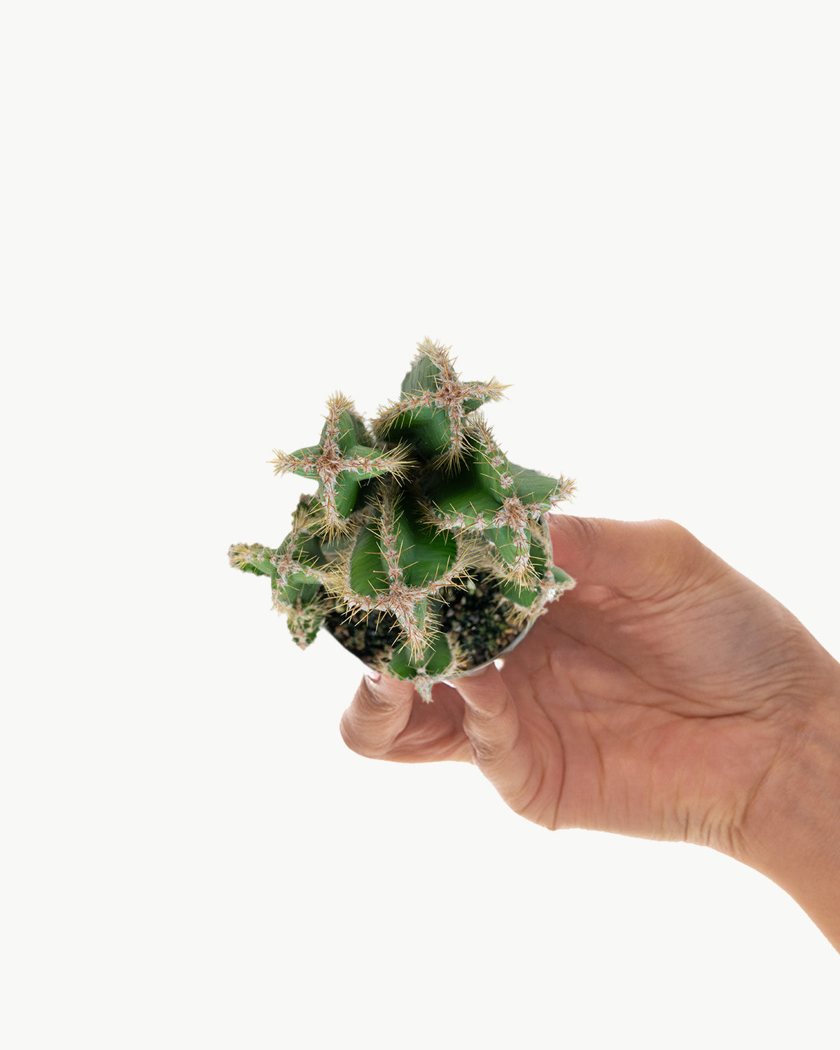 Lil' Apple Cactus