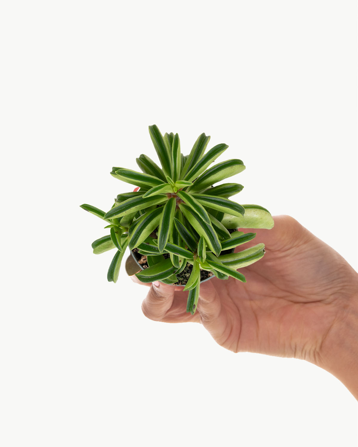 prayer pepper plant Lil' Prayer Pepper | Peperomia Fire Sparks