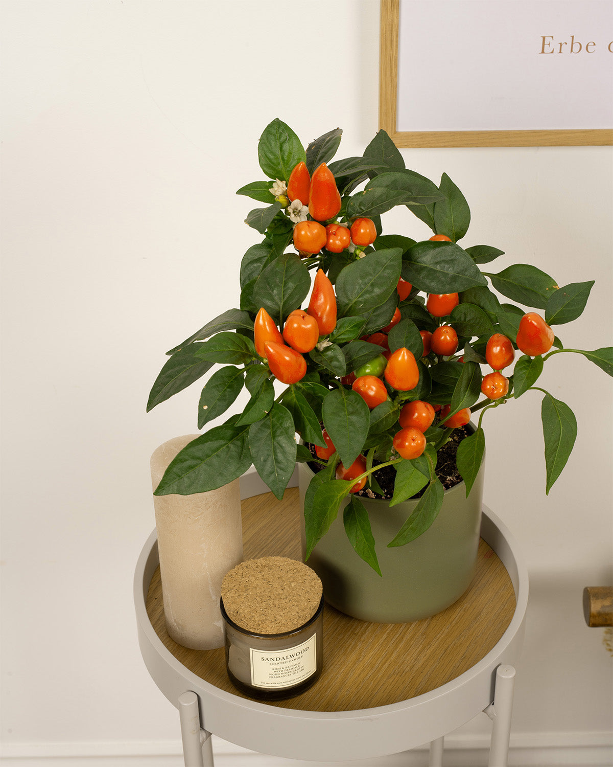 Orange Pepper Plant