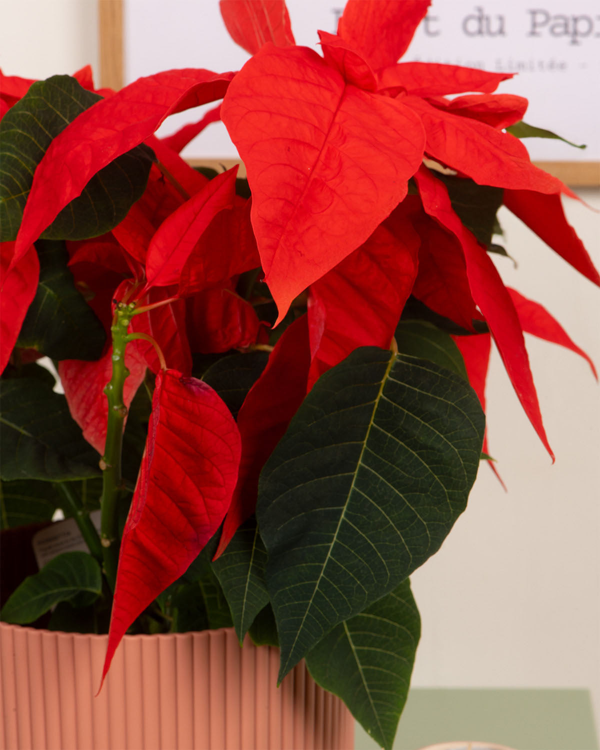 Orange Poinsettia