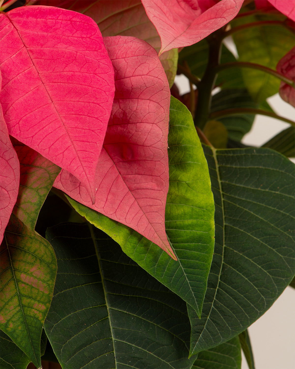 Pink Poinsettia