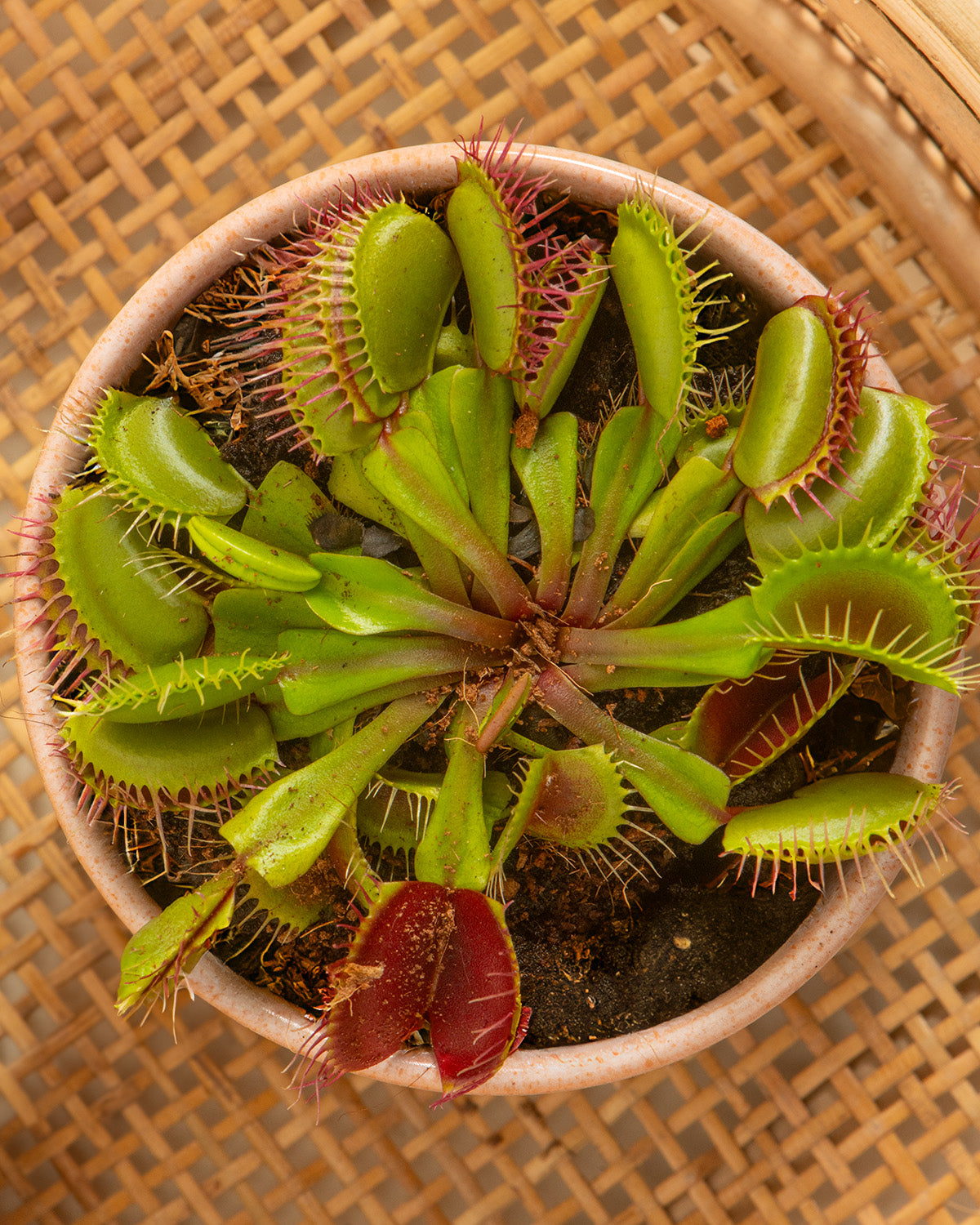 Venus Fly Trap