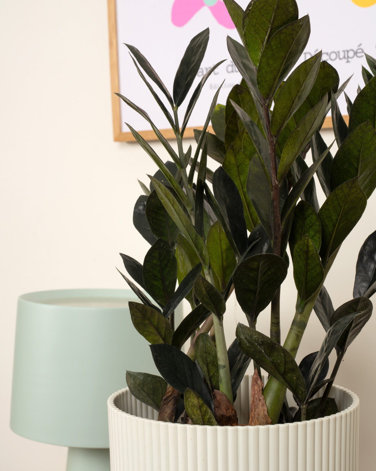 Raven ZZ Plant | Zamioculcas Raven | Prickle Plants