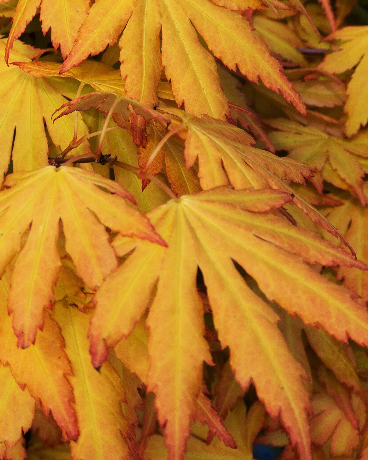 Orange Japanese Maple