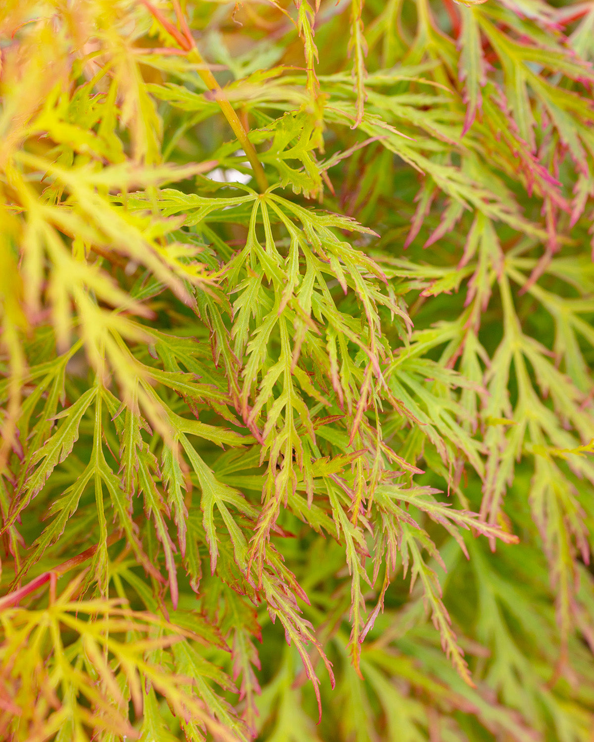 Emerald Japanese Maple