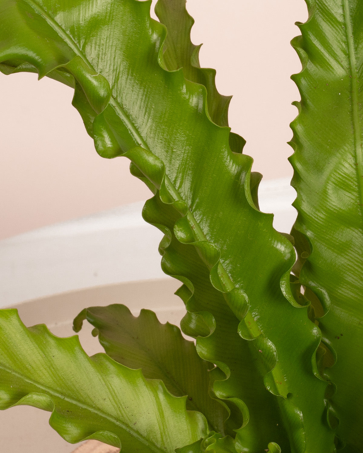 Bird Nest Fern