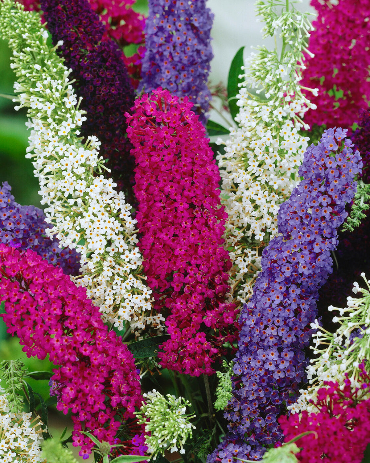 Tricolour Buddleia Bush