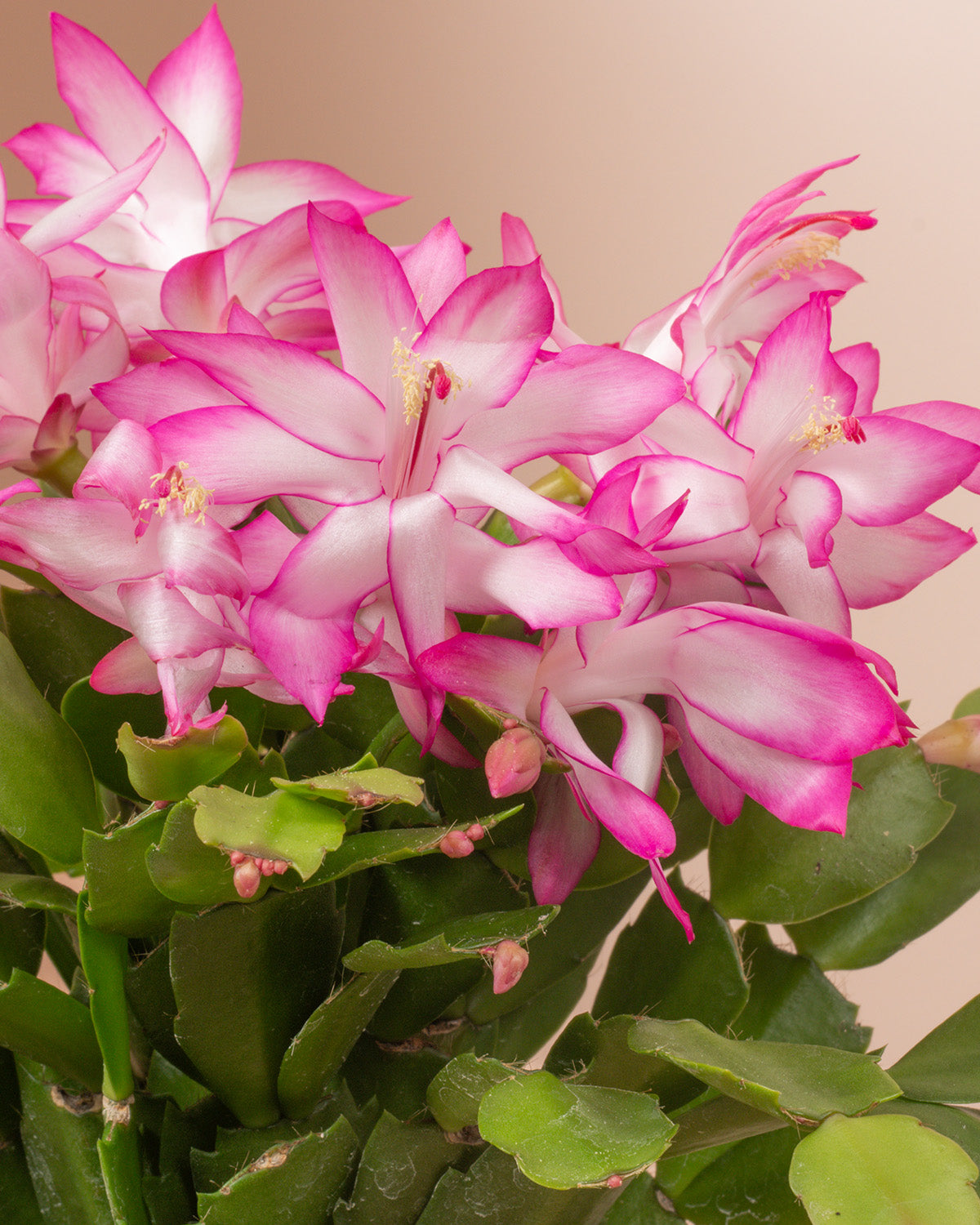 Pink Christmas Cactus
