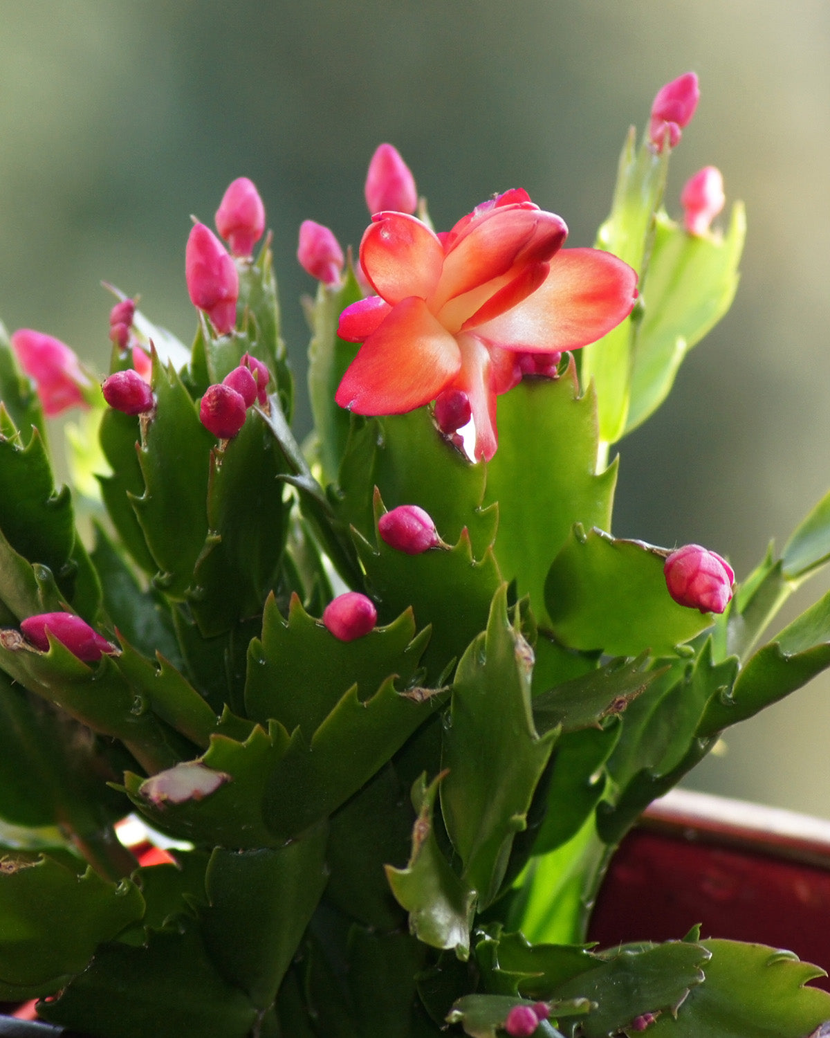 Red Christmas Cactus