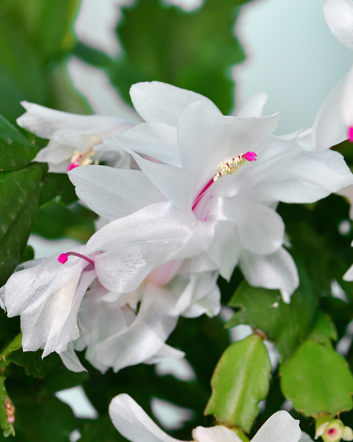 White Christmas Cactus