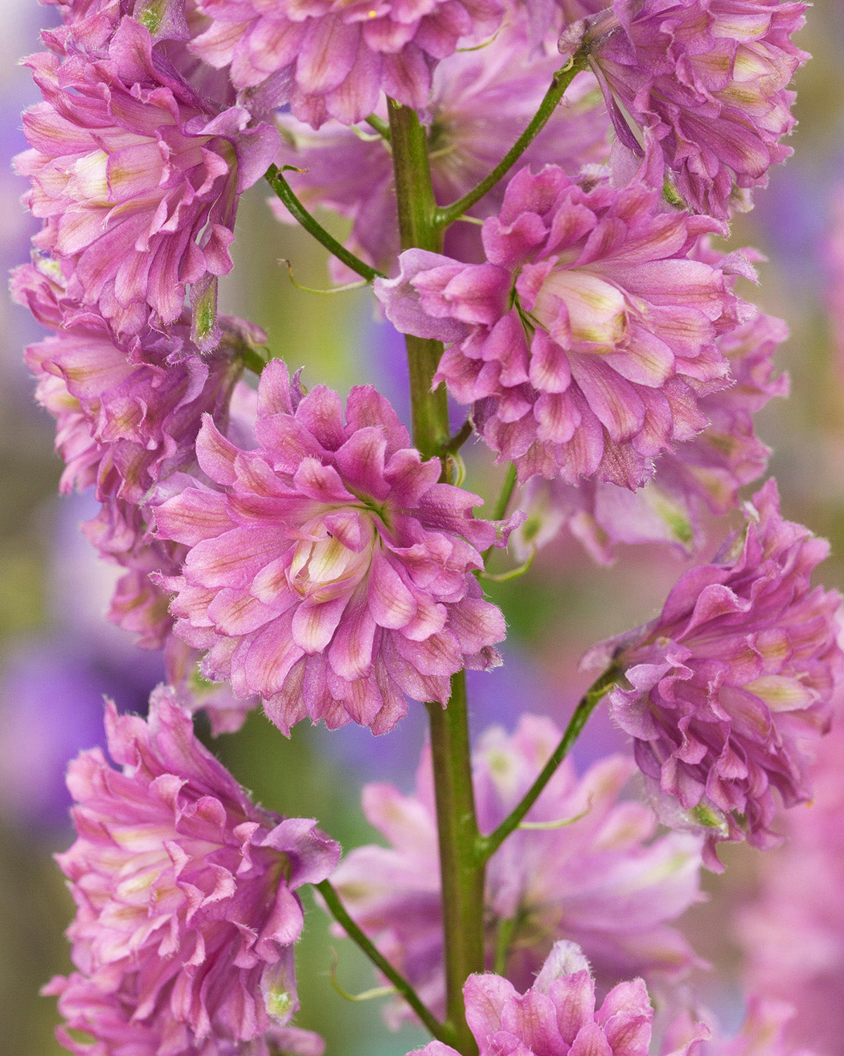 Purple Larkspur