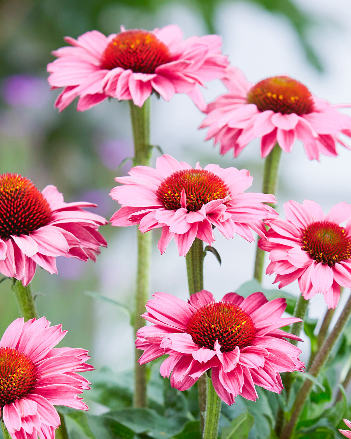 Pink Coneflower