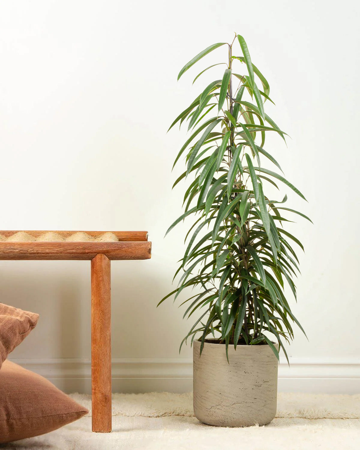 Long Leaf Fig