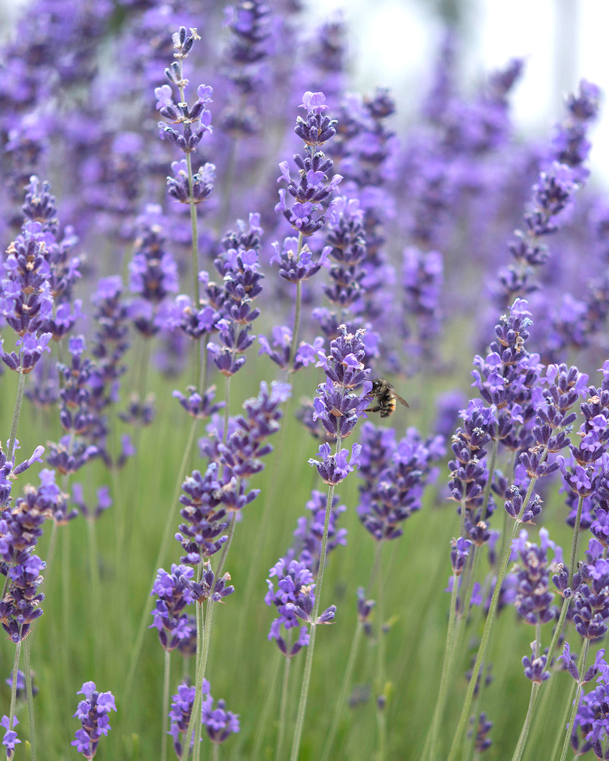 Lavender Patio Tree