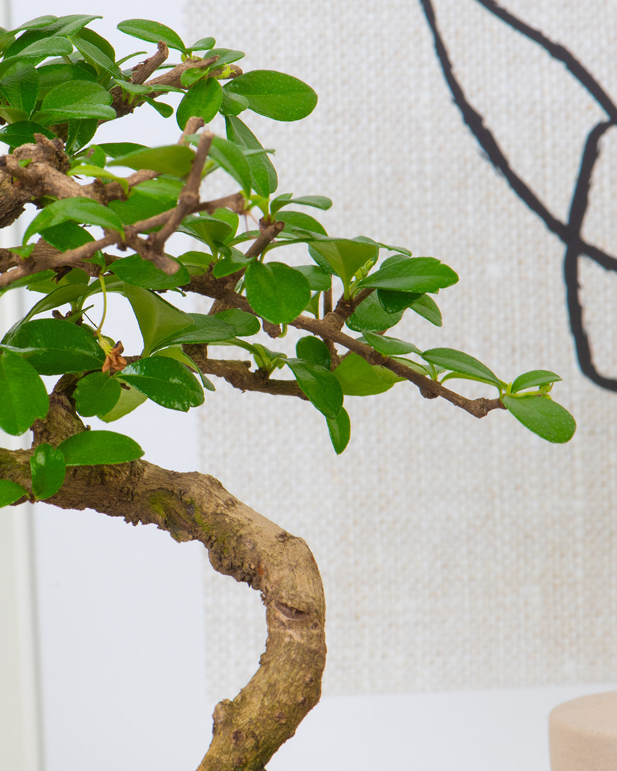 Chinese Elm Bonsai