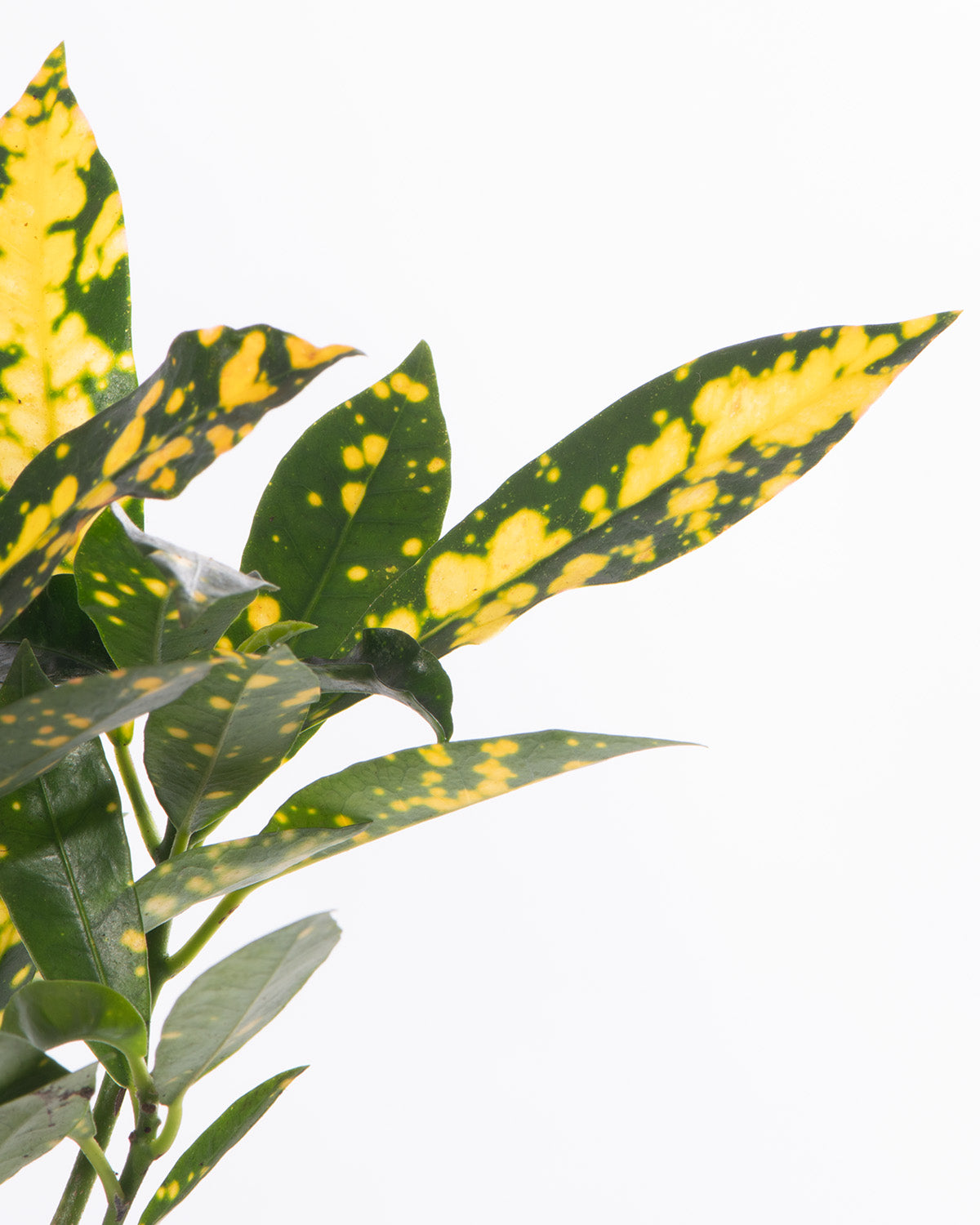 Lil' Golden Dust Croton