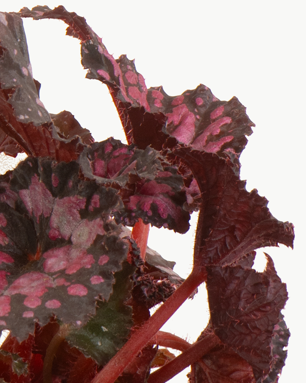 Lil' Painted Leaf Begonia