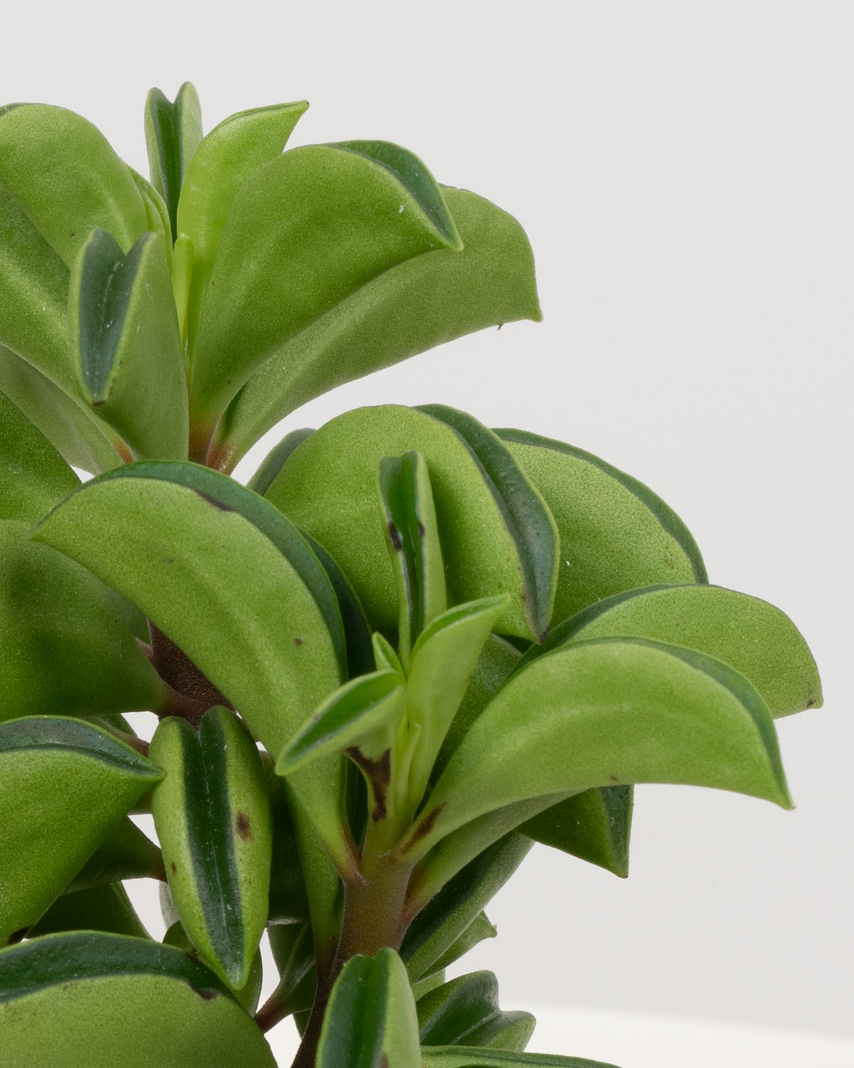 prayer pepper plant Lil' Prayer Pepper | Peperomia Fire Sparks