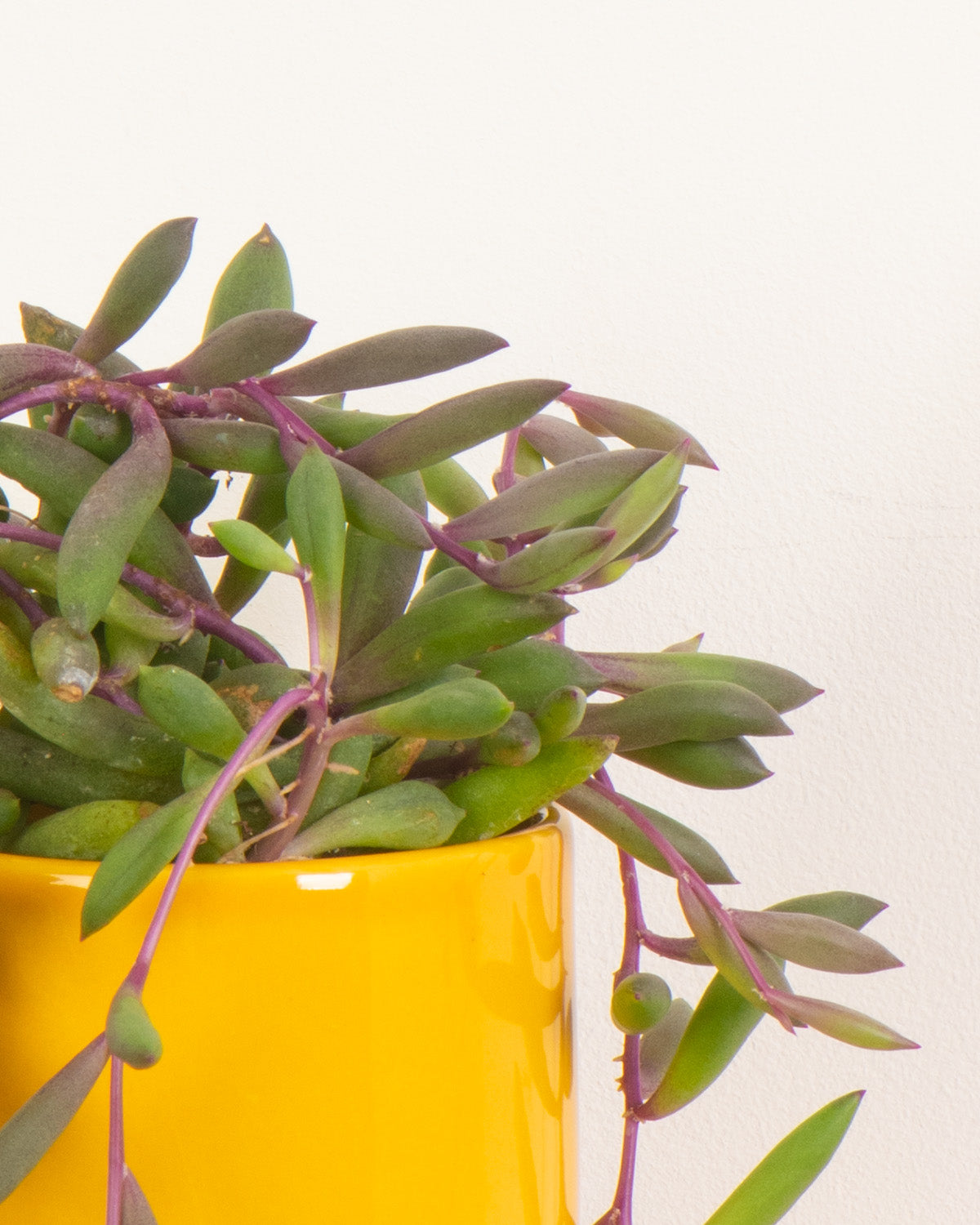 purple flush succulent Purple Flush | Senecio Purple Flush