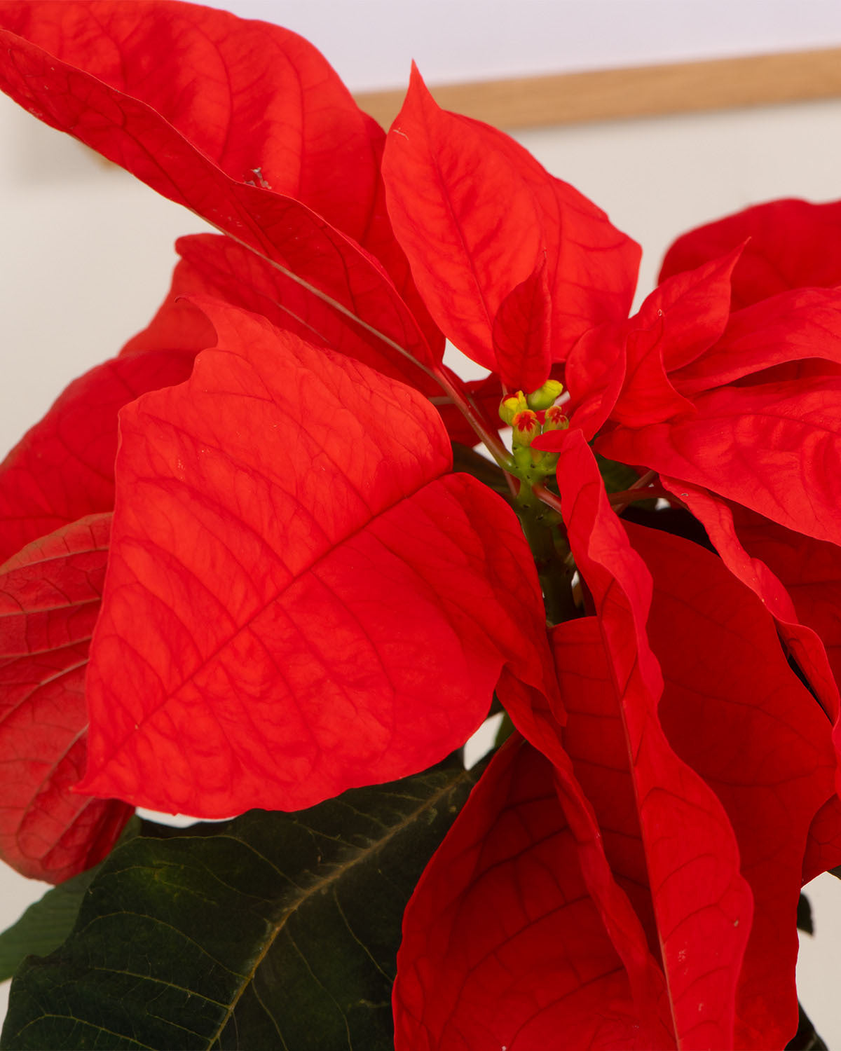 Orange Poinsettia